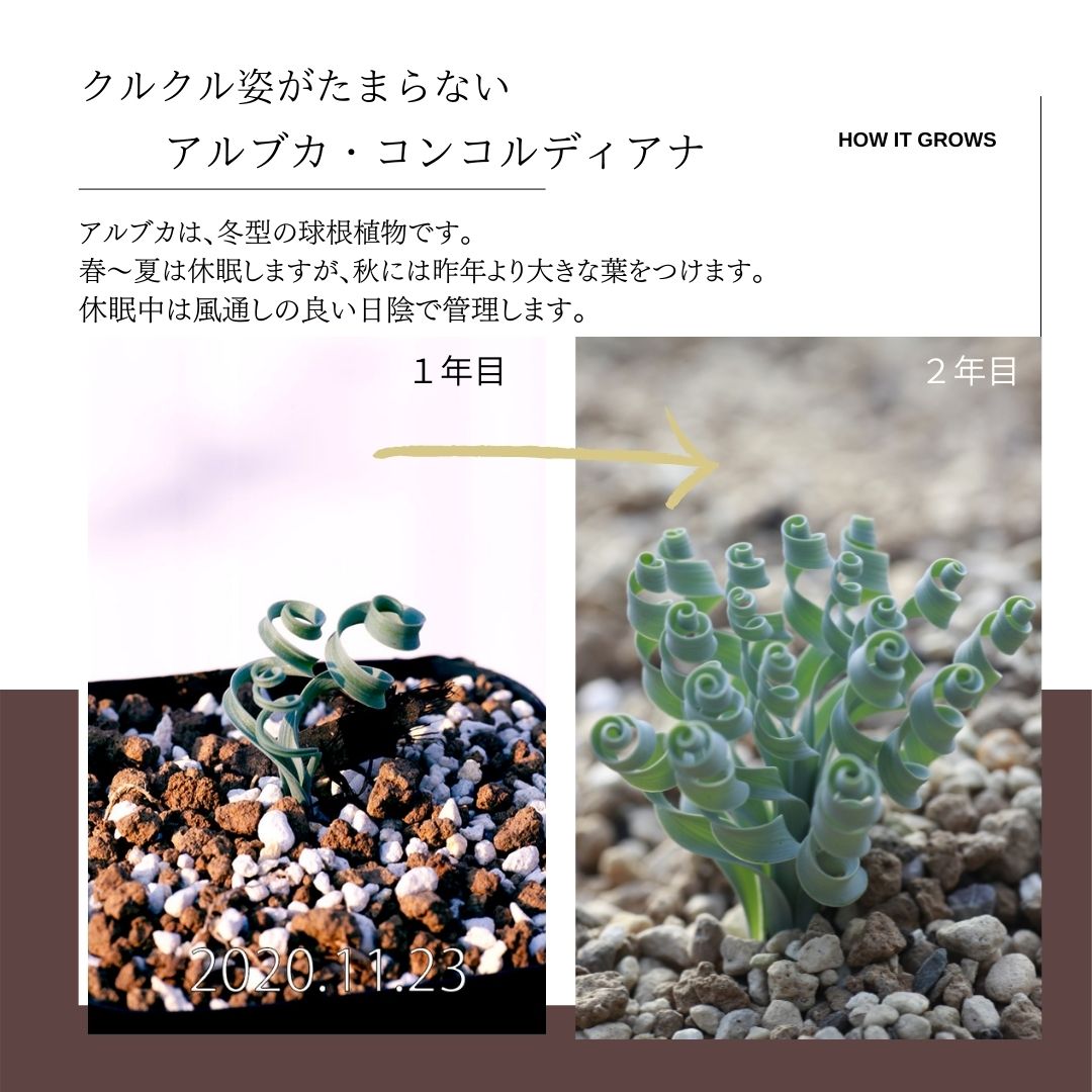 アルブカ コンコルディアナ Albuca Concordiana 実生 2 5号の通販 Greensnap Store グリーンスナップ ストア 観葉植物や多肉植物 花苗の通販