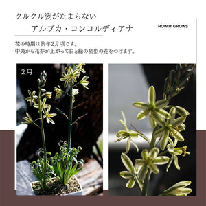 アルブカ コンコルディアナ Albuca Concordiana 実生 2 5号の通販 Greensnap Store グリーンスナップ ストア 観葉植物や多肉植物 花苗の通販