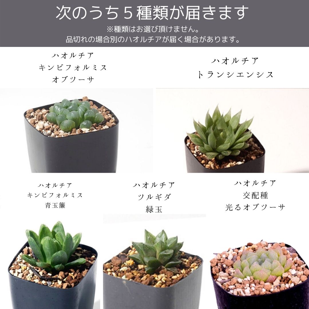 ☆多肉植物☆ハオルチア☆オブチョコ☆チビ苗☆ - 観葉植物