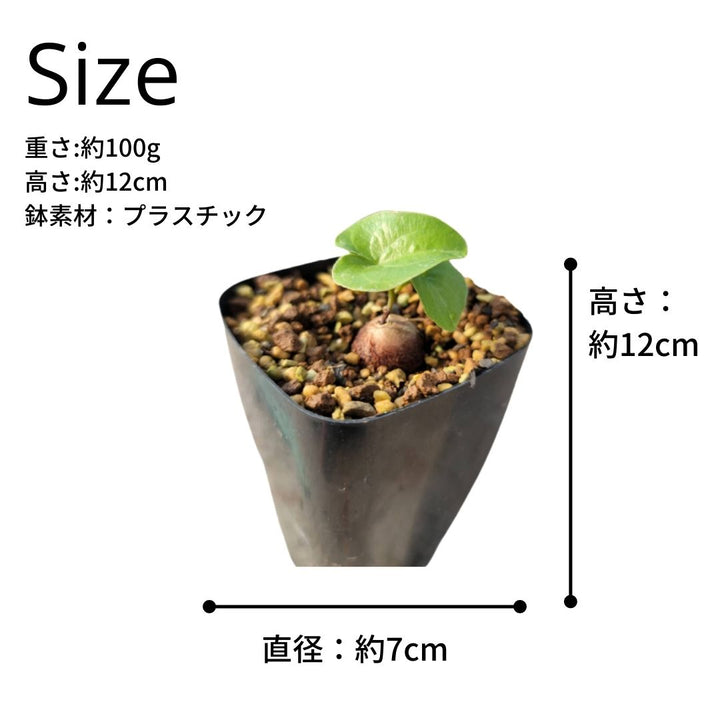 アフリカ亀甲竜 2.5号 塊根植物 春秋型の通販 | GreenSnap STORE ...