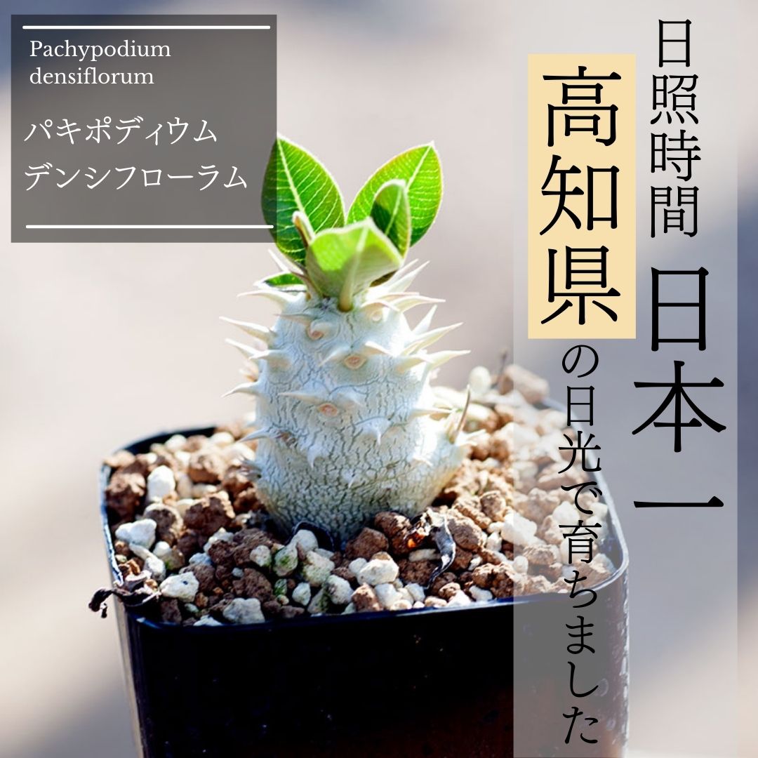 パキポディウム・デンシフローラム 3号 塊根植物の通販 | GreenSnap
