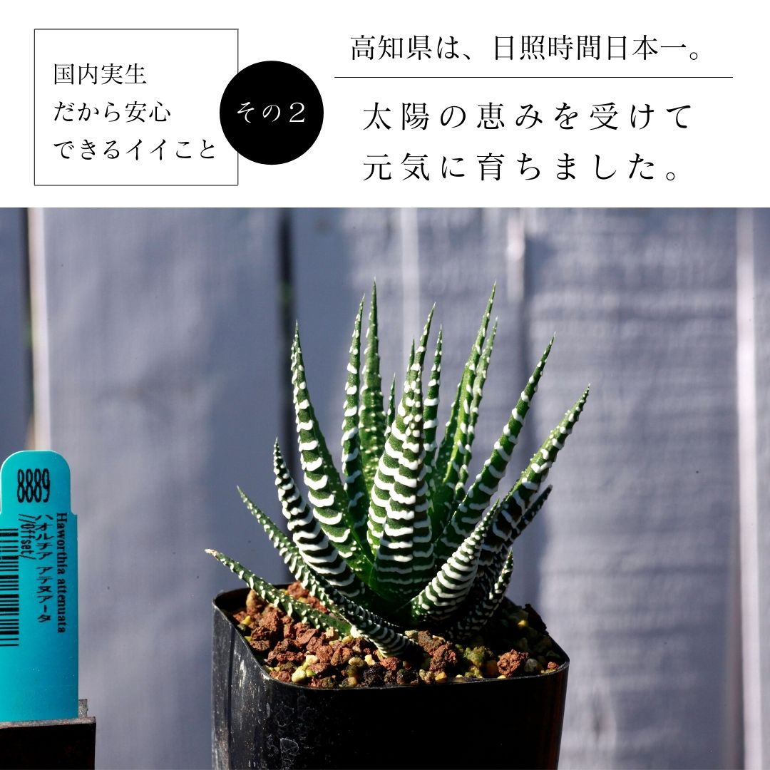 激レア ハオルチア 白銀の露 極上短葉 双頭株 - 植物/観葉植物