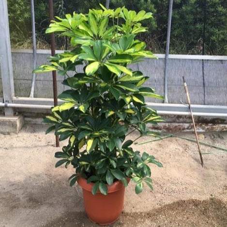 ホンコンカポック シェフレラ 斑入り 8号の通販 Greensnap Store グリーンスナップ ストア 観葉植物や多肉植物 花苗の通販