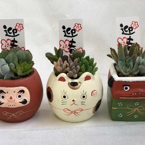 予約注文：12/17発送】多肉植物 迎春セット陶器鉢 3鉢アソートの通販 | GreenSnap STORE(グリーンスナップ ストア) 観葉植物や 多肉植物、花苗の通販