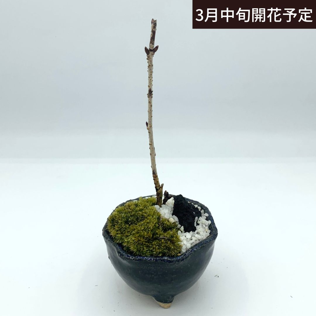 舟山長方鉢 盆栽鉢 - 工芸品