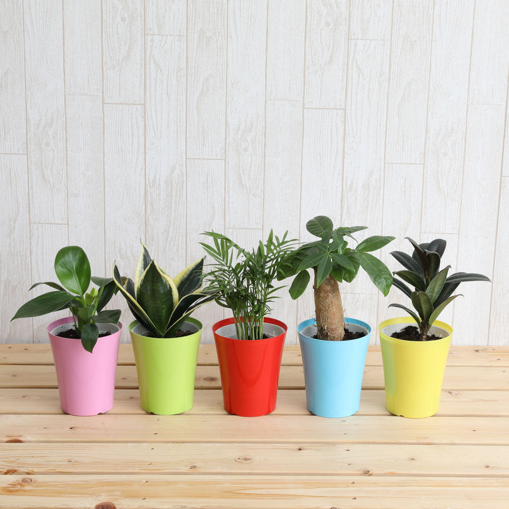 室内におすすめ 観葉植物 ミニ観葉植物カラー鉢セット 3 5号 3種or5種 Greensnap Store