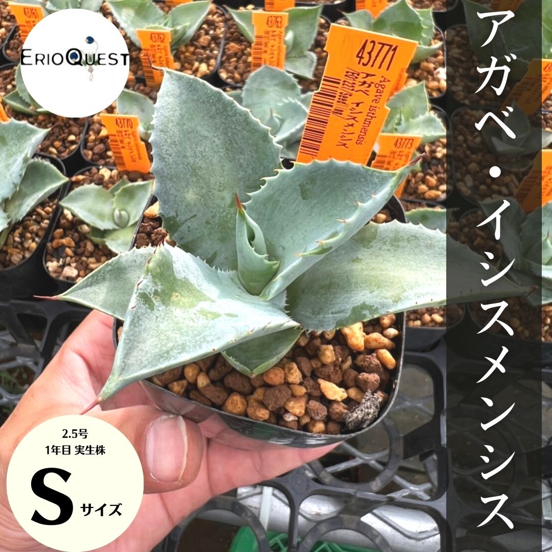 アガベの通販 | 多肉植物はGreenSnapSTORE 送料無料