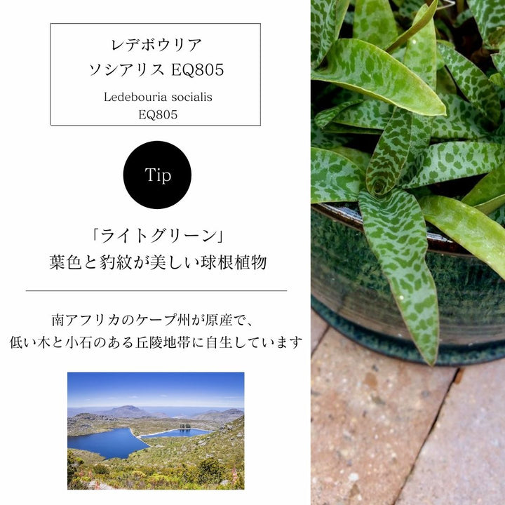 通販日本 観葉植物 多肉植物 少しレア ケープバルブ レデボウリア