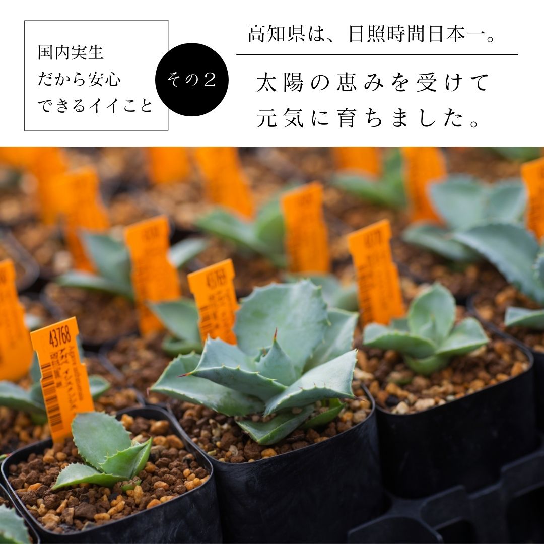 アガベの通販 | 多肉植物はGreenSnapSTORE 送料無料