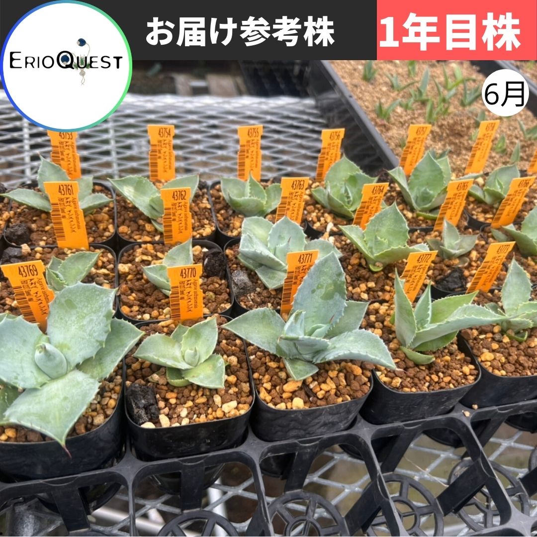 アガベの通販 | 多肉植物はGreenSnapSTORE 送料無料