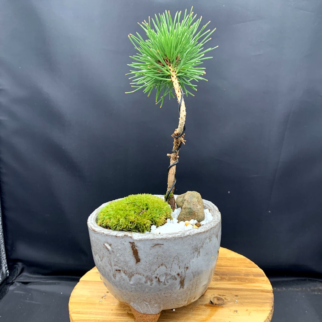 盆栽鉢 超時代のり手作り盆栽鉢31cm.12cm2.6kg寄せ植え植木鉢 - 陶芸