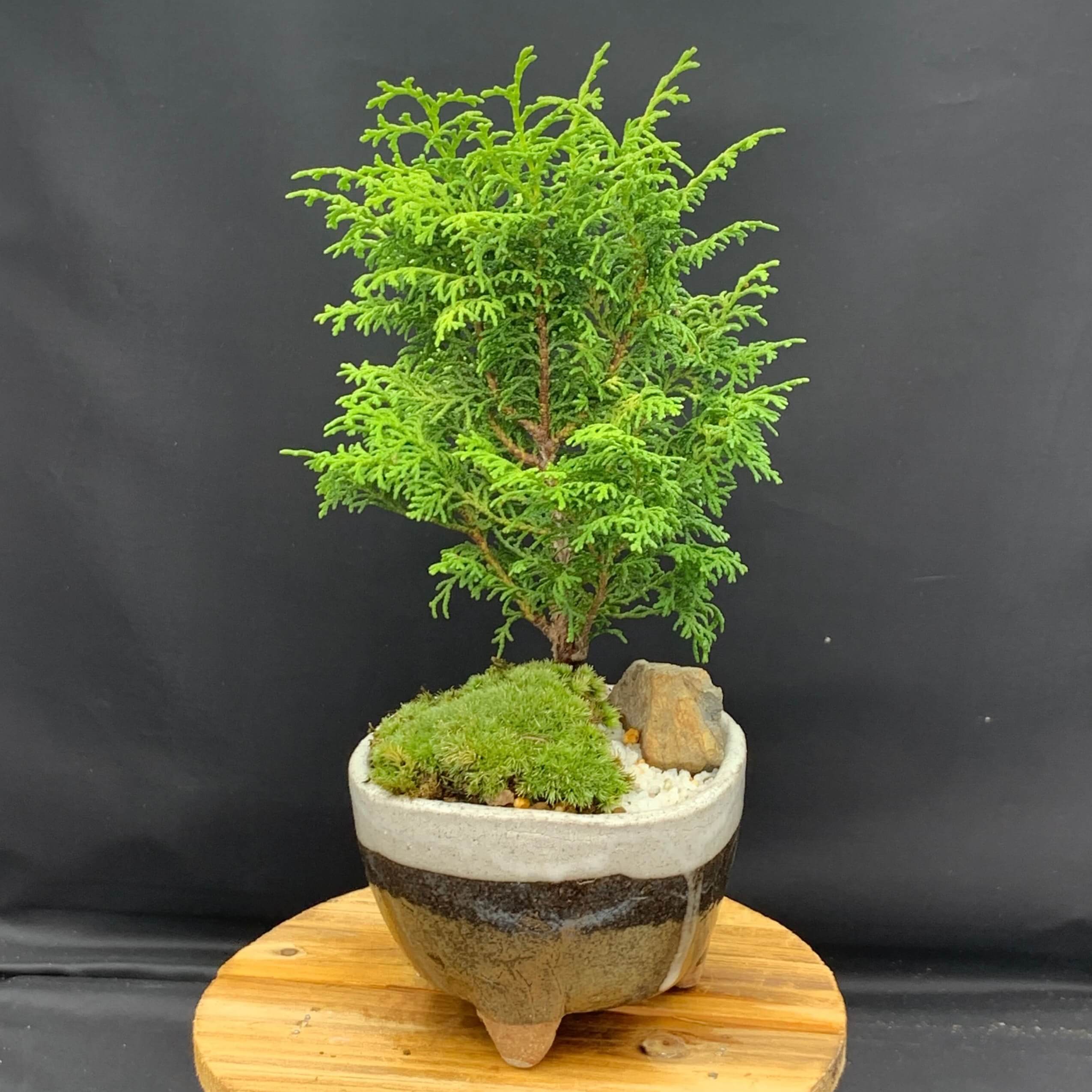 通販 小品盆栽〔イチイ八房性〕先が楽しみ 植物/観葉植物 - paradizo.ee