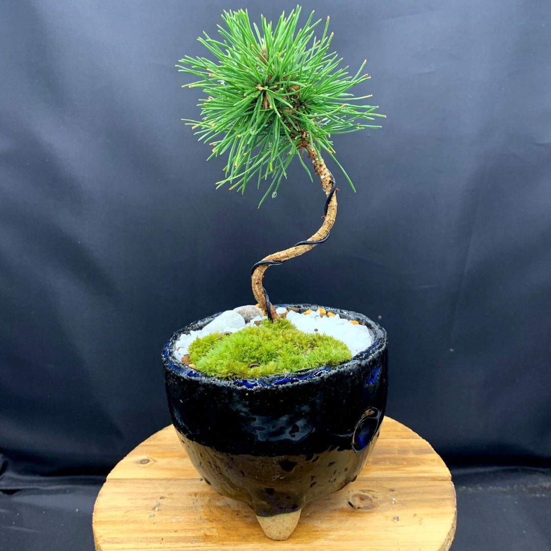 盆栽鉢 苔鉢 植木鉢 山野草 BONSAI - 陶芸