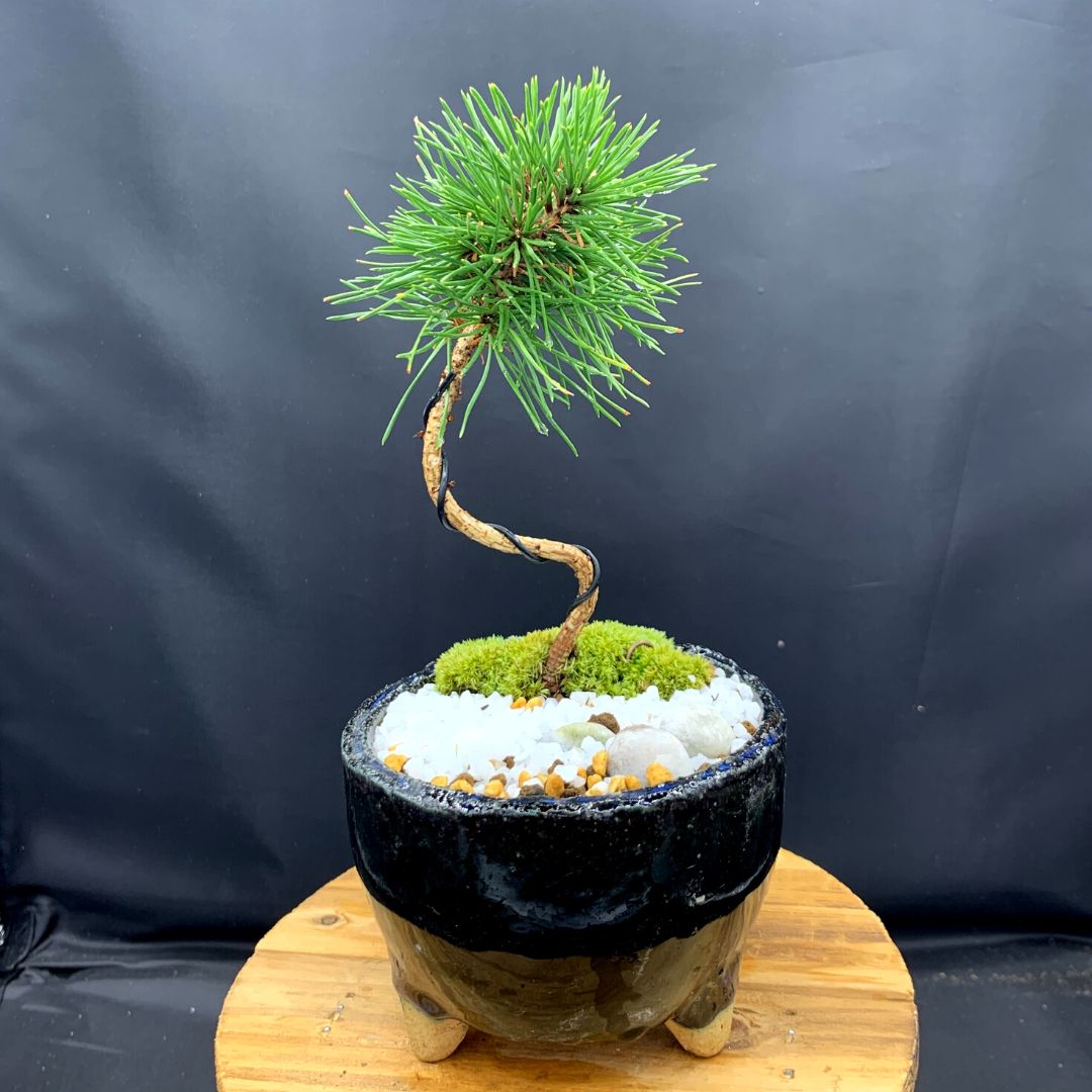 黒松 盆栽 株立ち 植物 鉢付き インテリア 緑 - 植物/観葉植物