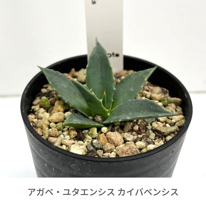 大口注文 お得！アガベ 4種類セット - 観葉植物