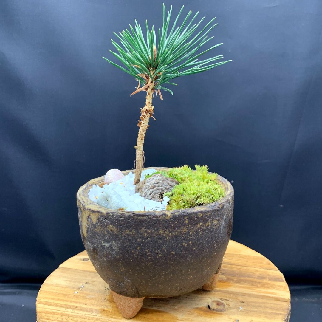 盆栽鉢 超時代のり手作り盆栽鉢31cm.12cm2.6kg寄せ植え植木鉢 - 陶芸