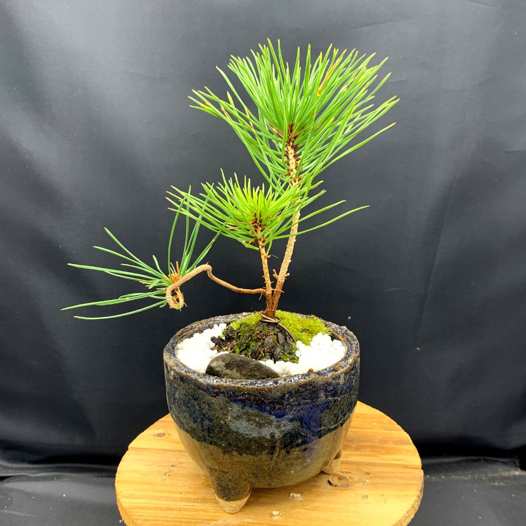 黒松 盆栽 5本立ち 植物 鉢付き インテリア 緑あかざの盆栽 - jkc78.com