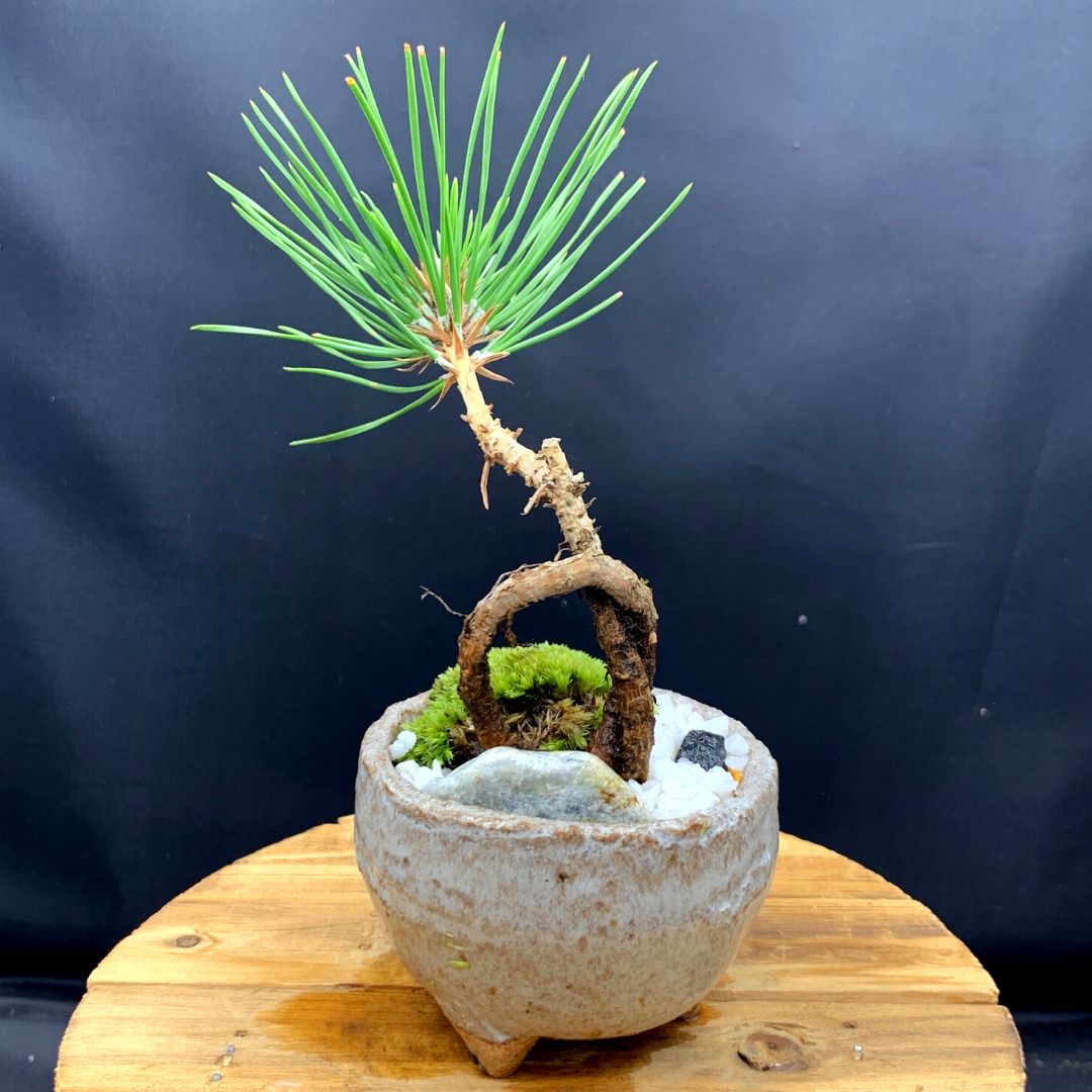 大人気新作 黒松、植木鉢二点 植物/観葉植物 - powerhousepilates.co.il