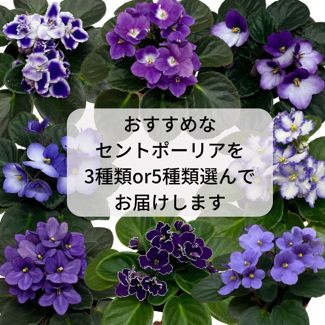 セントポーリア（紫、青系）3鉢/5鉢 専用培養土1Lセット【植え替え 
