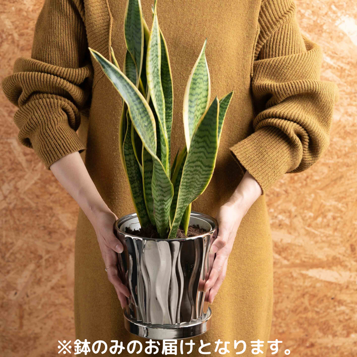 高さ13cmオリジナル陶器鉢(信楽焼) - 植物/観葉植物