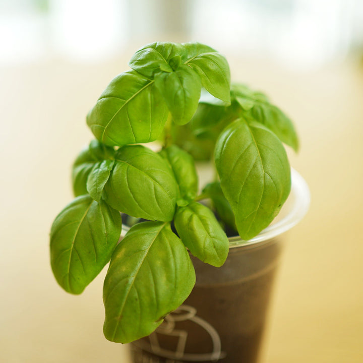 土を使わない】「食べる」Table Plants（テーブルプランツ）ハーブの