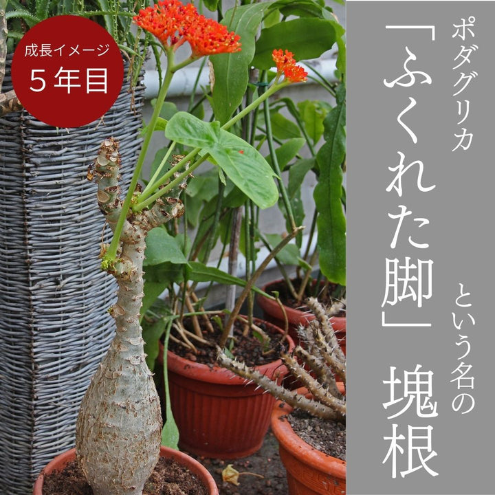 大人気☆ ヤトロファ ポダグリカ 珊瑚油桐 - 植物/観葉植物