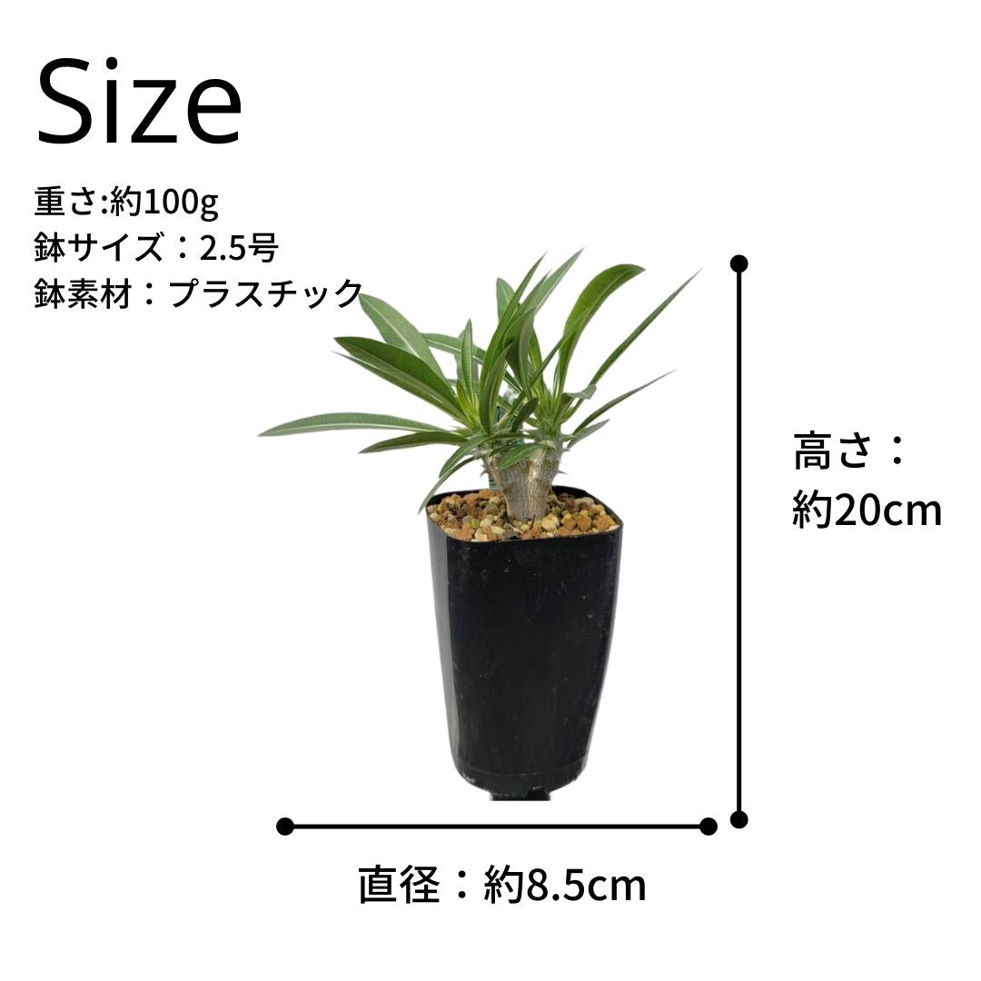 早割クーポン！ クマクマ エブレネウム2株 2-1087/1078 植物/観葉植物