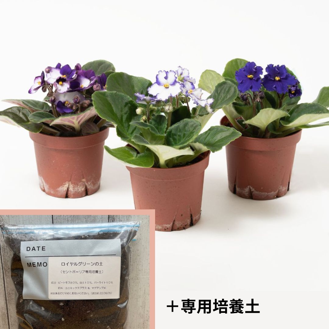 セントポーリア（紫、青系）3鉢/5鉢 専用培養土1Lセット【植え替えに