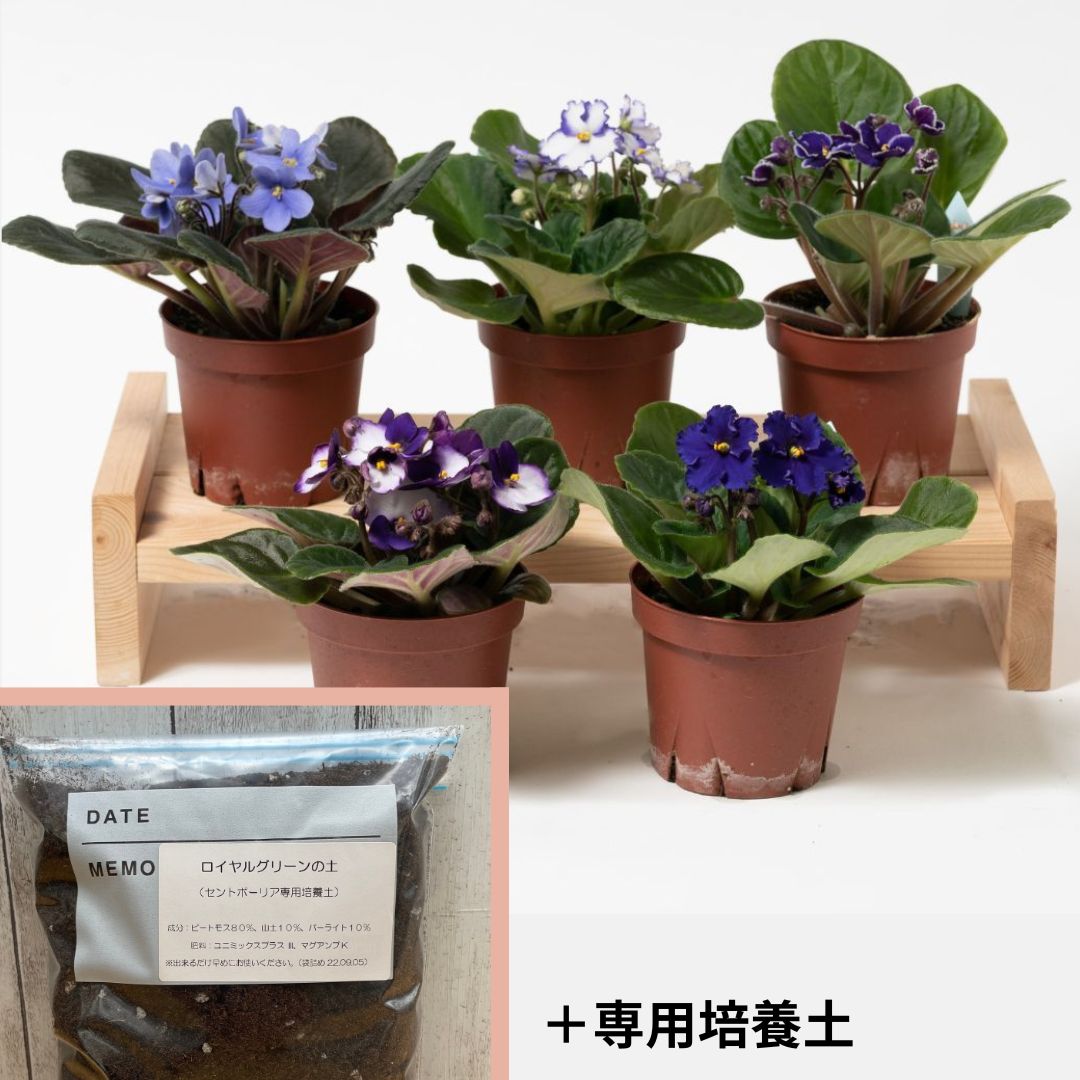 セントポーリア（紫、青系）3鉢/5鉢 専用培養土1Lセット【植え替えに ...