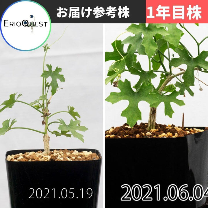 夏期間限定☆メーカー価格より68%OFF!☆ 【塊根植物】ケドロスティス