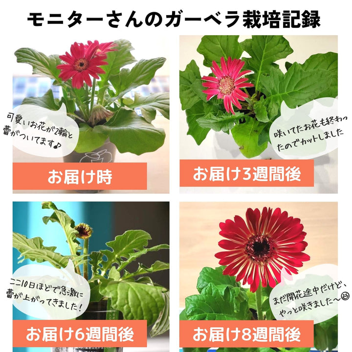 土を使わない花】テーブルプランツ (Table Plants) ガーベラの