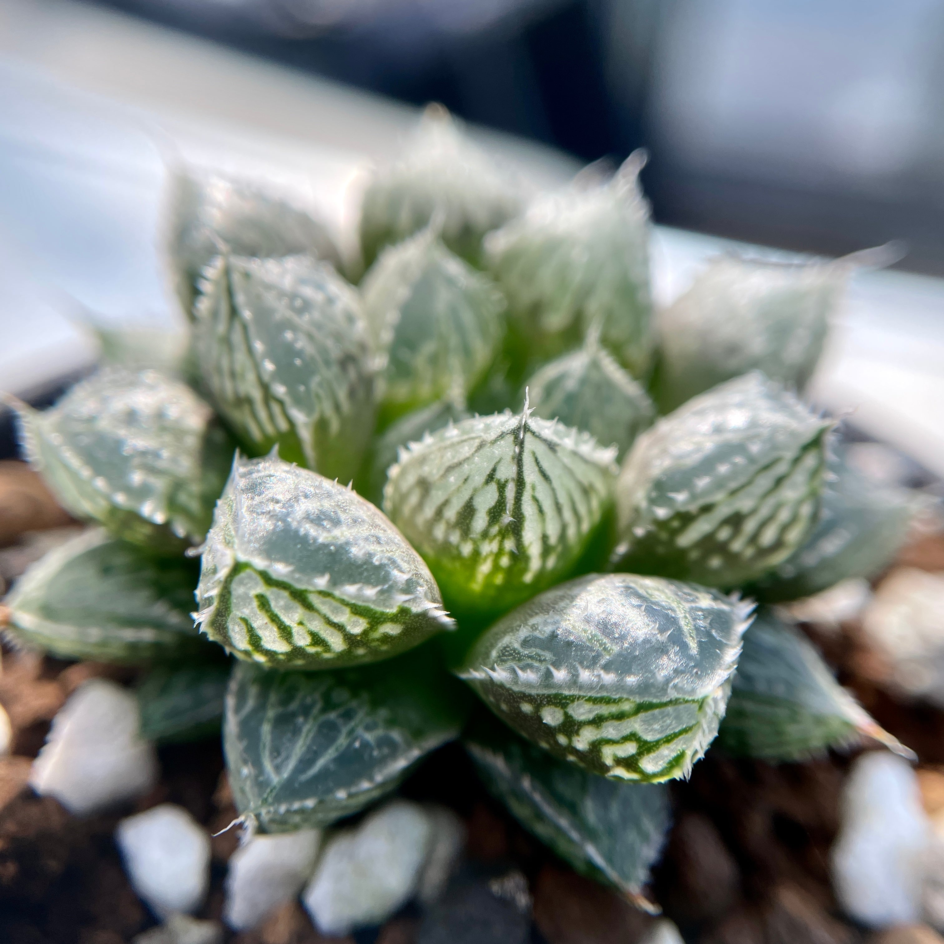 多肉植物 ハオルチア 大型ミラーボール - 観葉植物