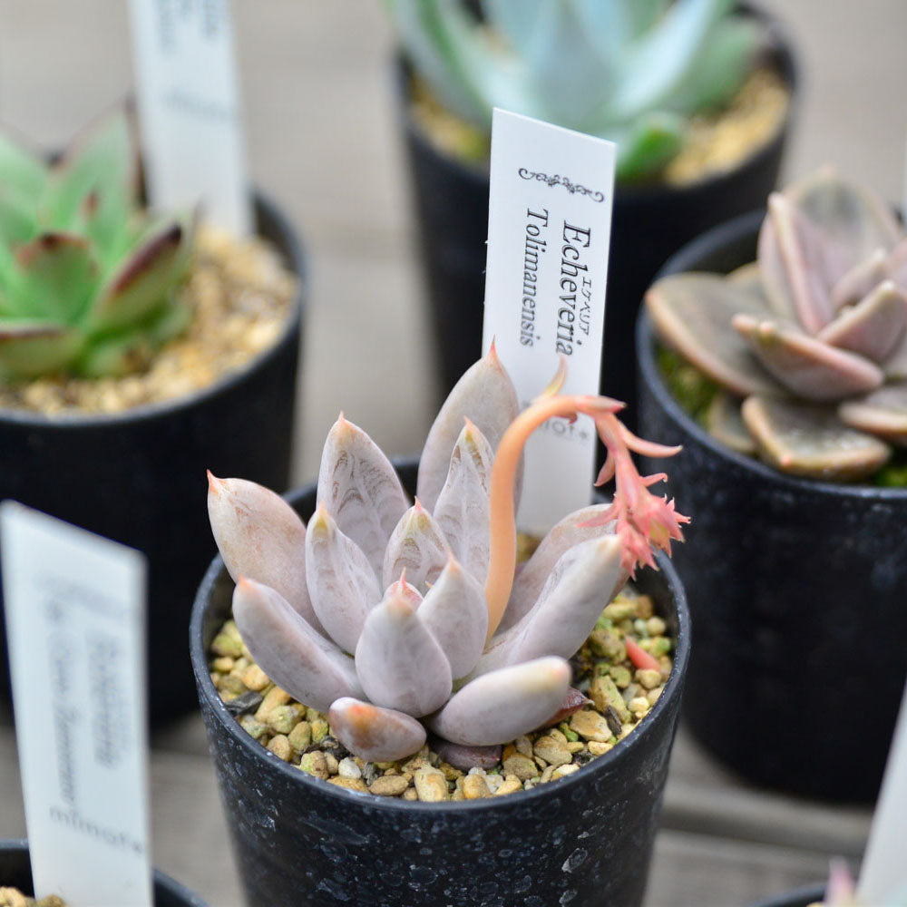 212.寄せ植えセット　カット苗詰め合わせ　多肉植物　エケベリア