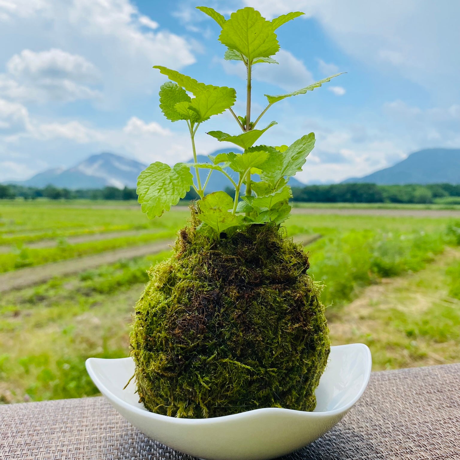 北海道で育ったエゾハーブ苔玉 レモンバーム の通販 Greensnap Store グリーンスナップ ストア 観葉植物や多肉植物 花苗の通販