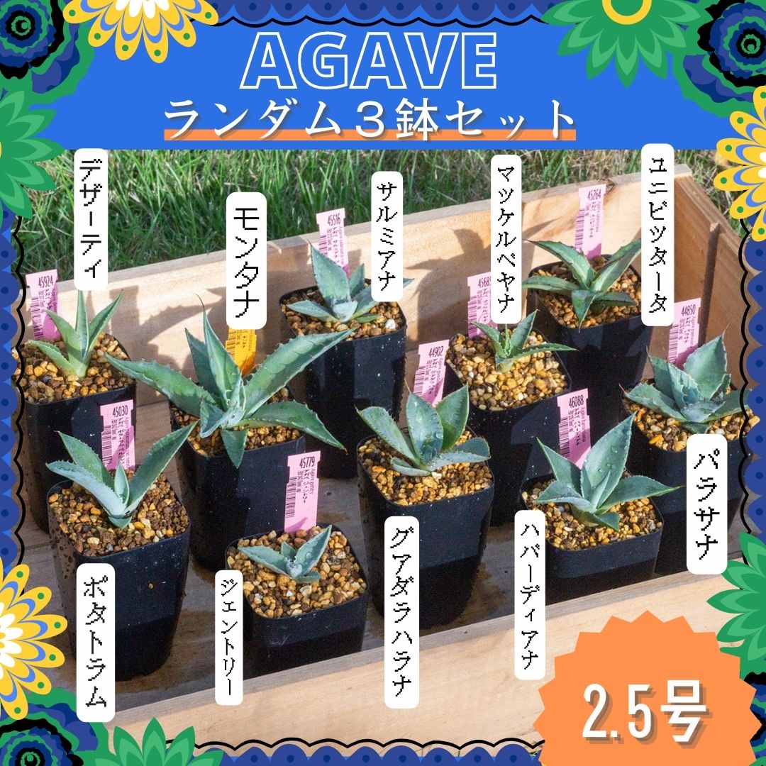 アガベの通販 | 多肉植物はGreenSnapSTORE 送料無料