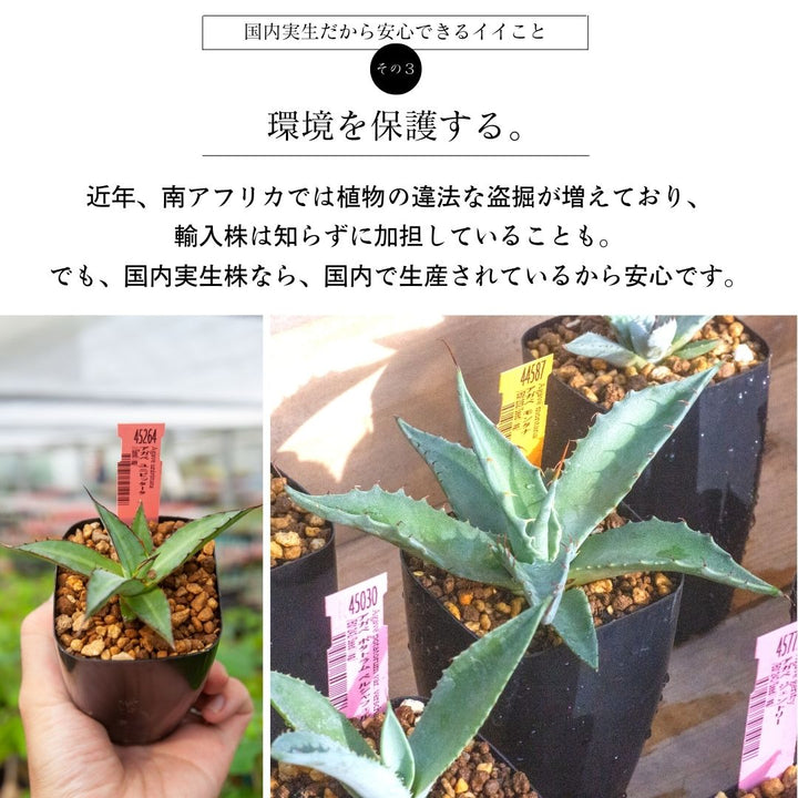 アガベ ランダム３鉢セット【Bタイプ】2.5号 夏型の通販 | GreenSnap ...