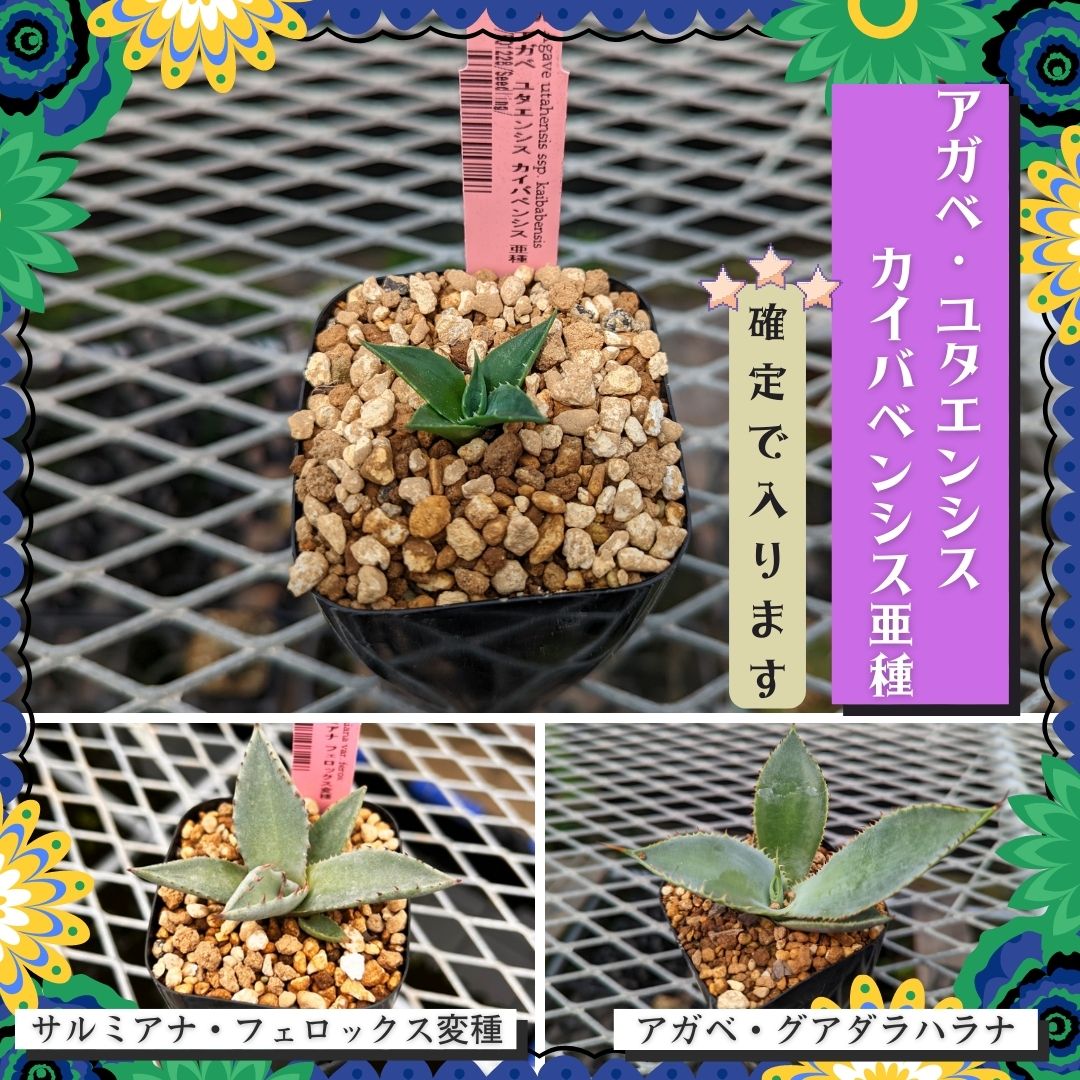 アガベ ランダム３鉢セット【Aタイプ】2.5号 夏型の通販 | GreenSnap 