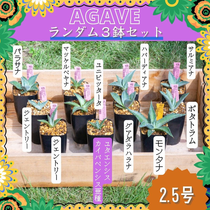 アガベ ランダム３鉢セット【Aタイプ】2.5号 夏型の通販 | GreenSnap 