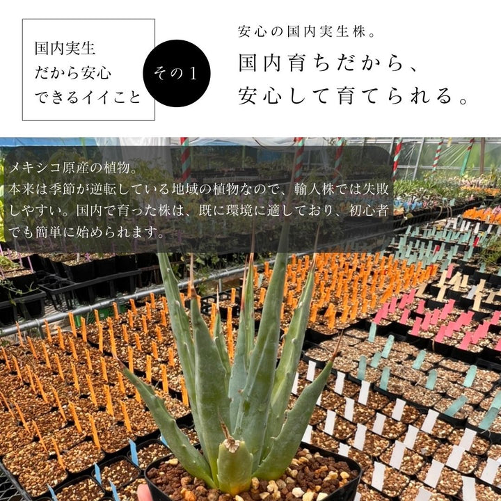 アガベ ランダム３鉢セット【Aタイプ】2.5号 夏型の通販 | GreenSnap ...