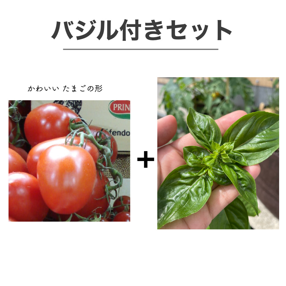 トマトソースやトマト料理に使えるイタリアントマトの通販 | GreenSnap STORE(グリーンスナップ ストア) 観葉植物や多肉植物、花苗の通販