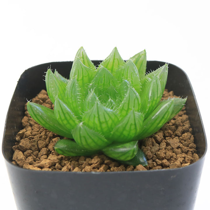 多肉植物 ハオルチア 植物育成LED照明 30W 5メートル 10照明セット 