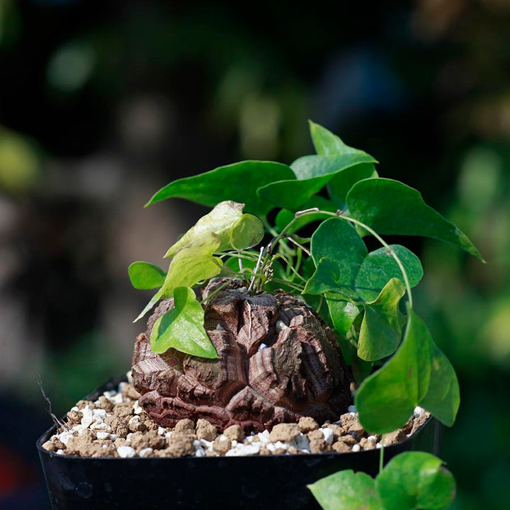 アフリカ亀甲竜 2.5号 塊根植物 春秋型の通販 | GreenSnap STORE