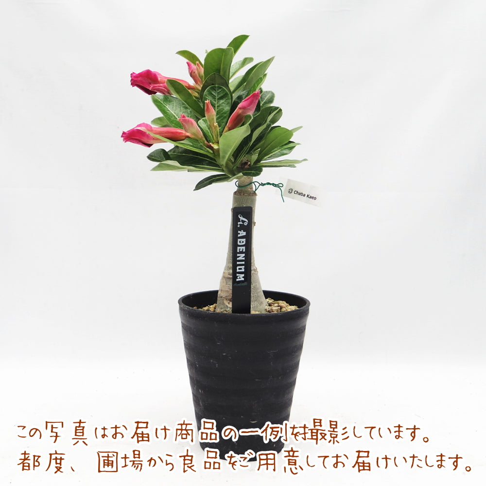 塊根植物（コーデックス） 鉢セットの通販 | GreenSnapSTORE 送料無料