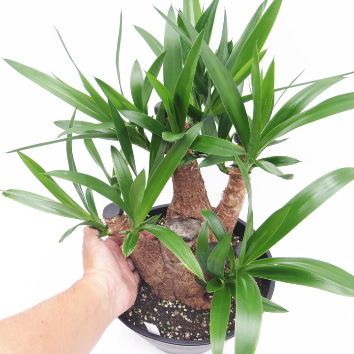 ユッカ エレファンティペス ブランチ ドライガーデン 送料込み価格 - 植物/観葉植物