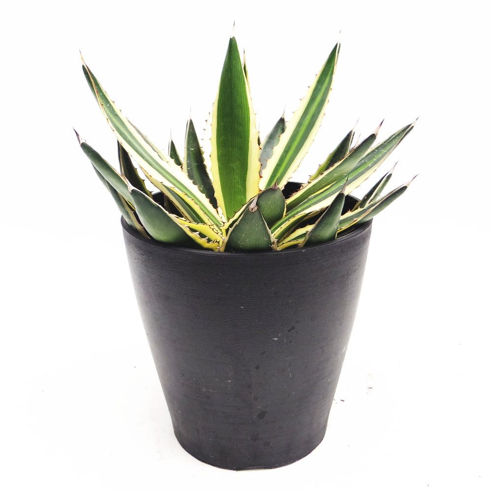 アガベ・五色万代（Agave Lophantha Quadricolor） 5号の通販