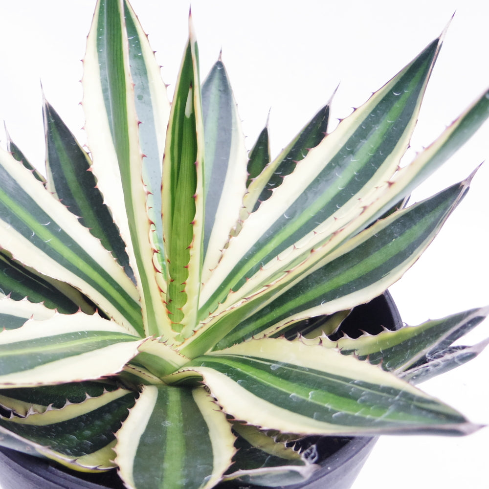 アガベ・五色万代（Agave Lophantha Quadricolor） 5号の通販