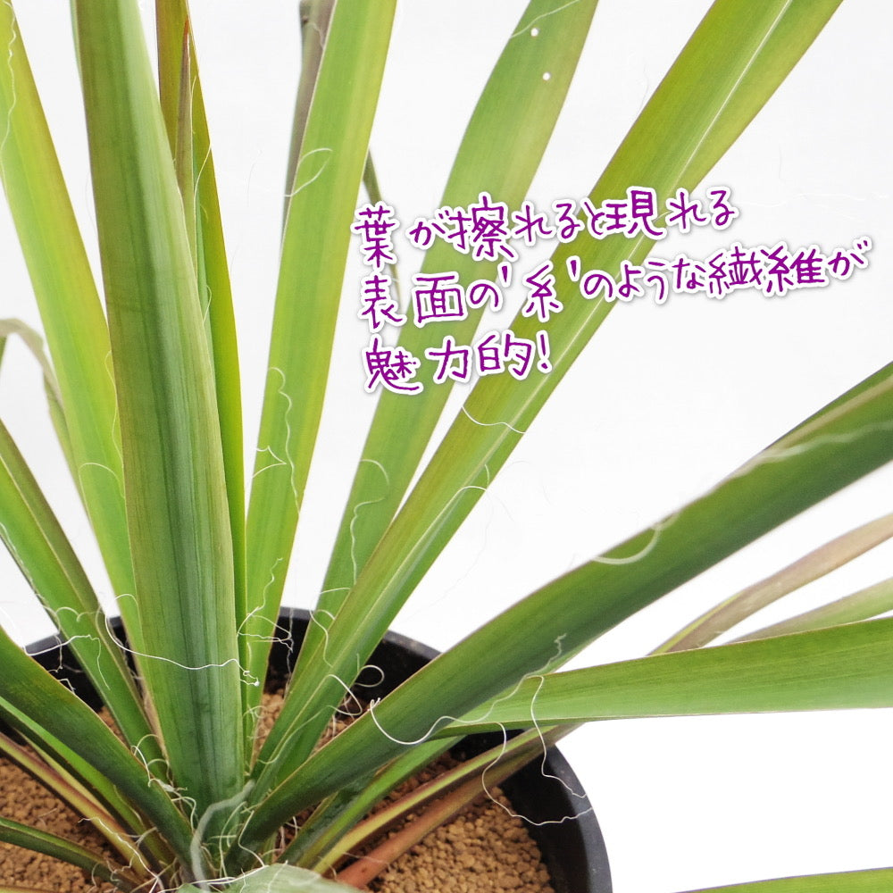 ユッカ フィラメントーサ (糸蘭) - 植物/観葉植物