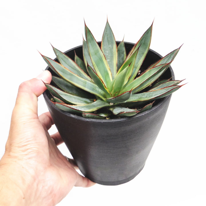 Agave バーントバーガンディ 植物 | discovermediaworks.com