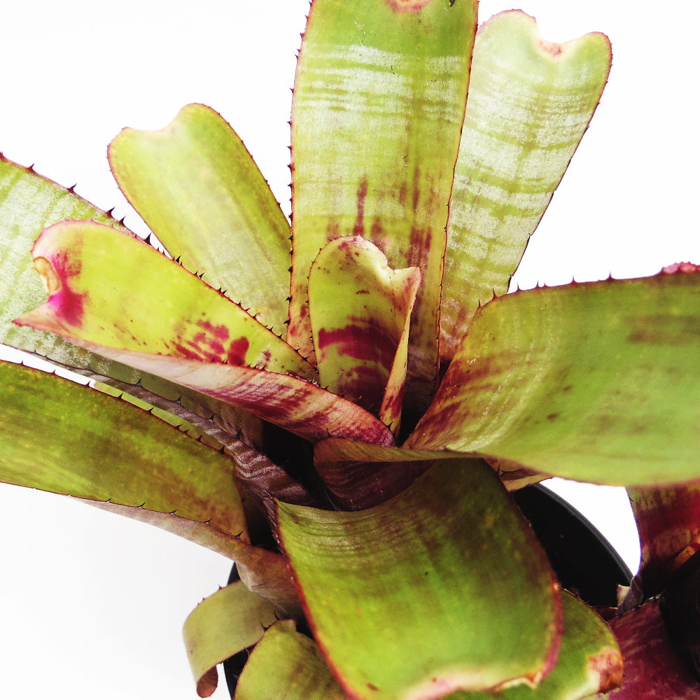 一点物】 エクメア （Aechmea nudicaulis Green） 商品NO:GS458 ［GS