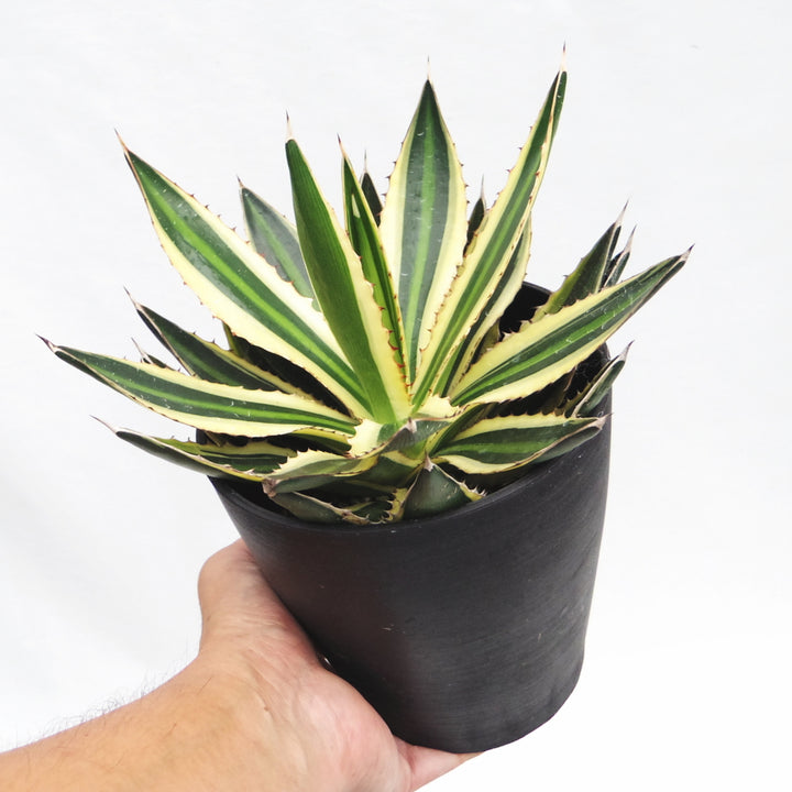 アガベ・五色万代（Agave Lophantha Quadricolor） 5号の通販